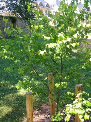 Bříza bradavičnatá Betula verrucosa ´Aurea´ 2006