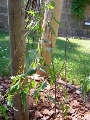 Bříza  bradavičnatá Betula verrucosa ´Gracilis pendula  albalaciniata´