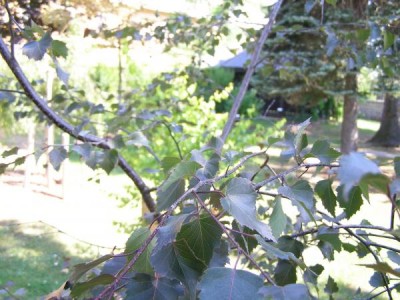 Bříza bradavičnatá Betula verrucosa ´Purpurea´ 2006