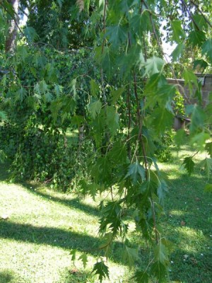 Bříza bradavičnatá   - stříhanolistá forma, švédská bříza Betula verrucosa ´Dalecarlica´,2006