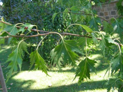 Bříza bradavičnatá   - stříhanolistá forma, švédská bříza Betula verrucosa ´Dalecarlica´,2006