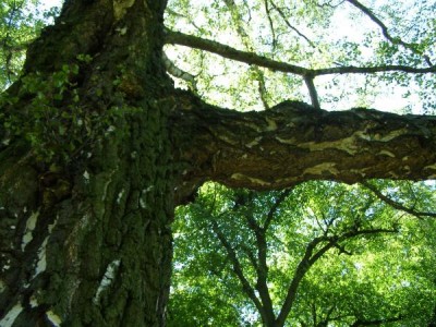  Bříza bradavičnatá   Betula verrucosa  v dolním parku, 2006