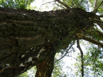 Bříza bradavičnatá   Betula verrucosa  v dolním parku, 2006