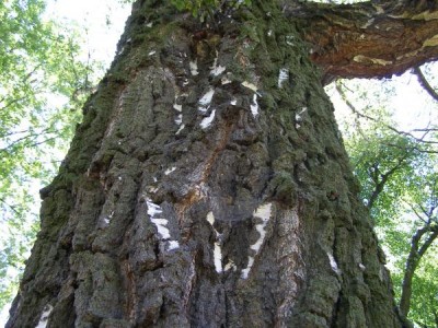  Bříza bradavičnatá   Betula verrucosa  v dolním parku, 2006