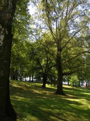  Bříza bradavičnatá   Betula verrucosa  v dolním parku, 2006