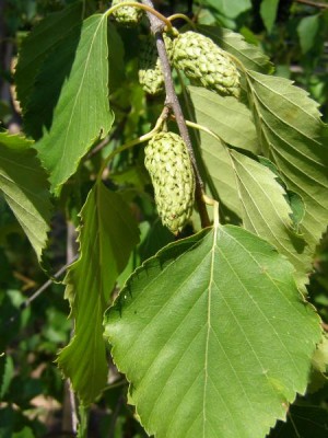 Bříza Ermanova Betula ermani 2006