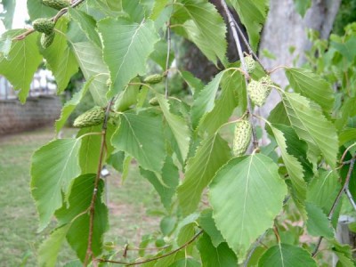 Bříza Ermanova Betula ermani 2006