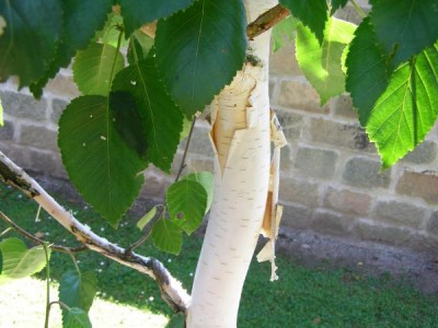 Bříza Jacquemontova Betula jacquemontii 2006