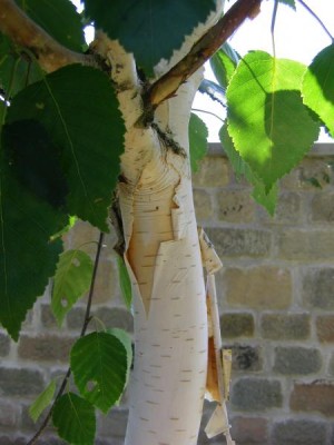 Bříza Jacquemontova Betula jacquemontii, 2006
