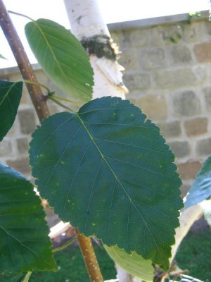 Bříza Jacquemontova Betula jacquemontii, 2006