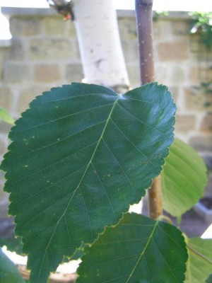 Bříza Jacquemontova Betula jacquemontii, 2006