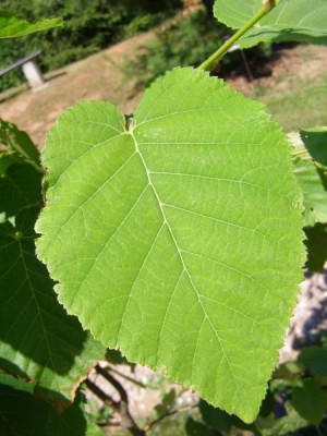 Bříza Maximovičova Betula maximowicziana, 2006