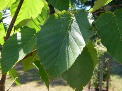 Bříza Maximovičova Betula maximowicziana, 2006