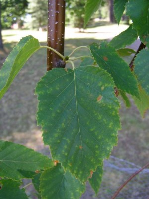  Bříza čínská Betula alba ´Sinensis´,  2006