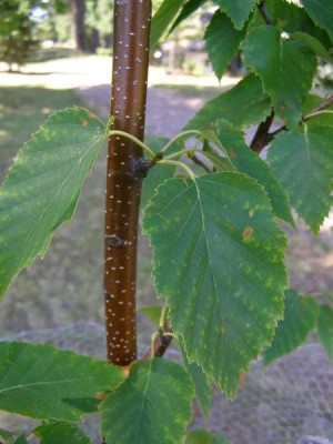 Bříza čínská Betula alba ´Sinensis´, 2006