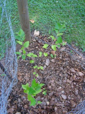 Bříza černá Betula nigra, 2006