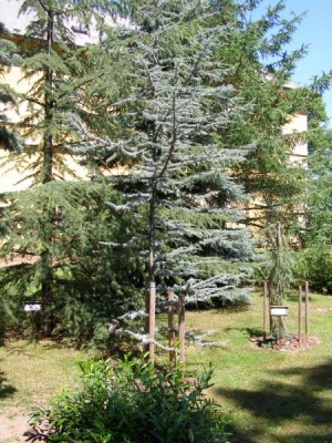 Cedr atlaský - stříbrný Cedrus atlantica ´Glauca´, 2006