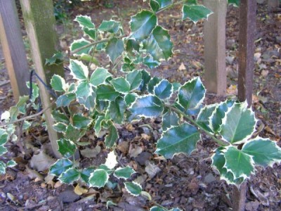 Cesmína ostrolistá - pestrolistá Ilex aquifolium ´Argenteo-marginata´ 2006