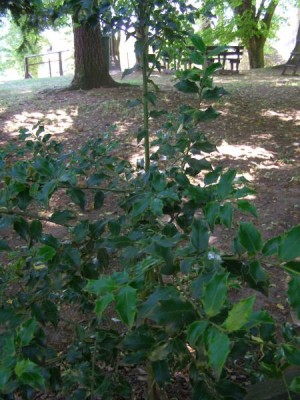 Cesmína ostrolistá Ilex aquifolium, 2006