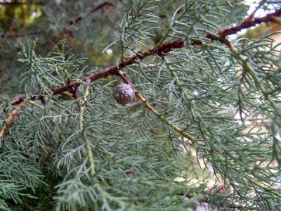 Cypřiš Bakerův Cupressus baker 2006