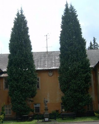 Cypřišek Lawsonův Chamaecyparis lawsoniana dvojice stromů u zámecké budovy  v roce 2006