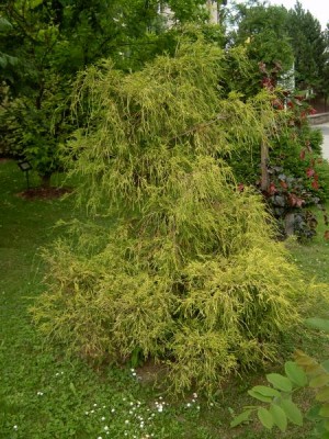 Cypřišek L. hrachonosný Chamaecyparis lawsoniana ´Filifera aurea´ 2006