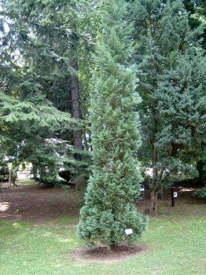 Cypřišek Lawsonův Chamaecyparis lawsoniana ´Columnaris´ 2006