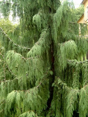 Cypřišek nutkajský Chamaecyparis nootkatensis ´Pendula´ 2006