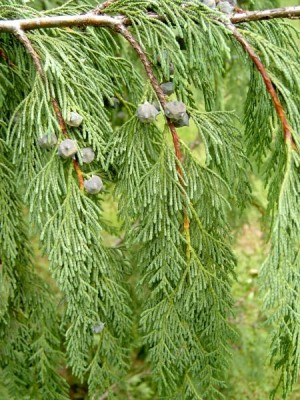 Cypřišek nutkajský Chamaecyparis nootkatensis ´Pendula´, detail větve, 2006