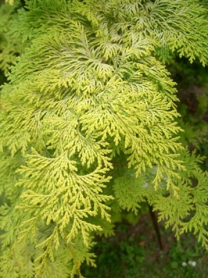 Cypřišek tupolistý Chamaecyparis obtusa ´Crippsii´ 2006