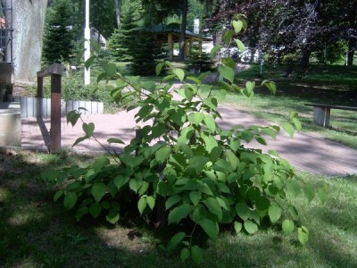 Davídie listenová Davidia involucrata ´Vilmoriniana´ 2006