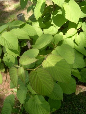 Davídie listenová Davidia involucrata ´Vilmoriniana´ 2006