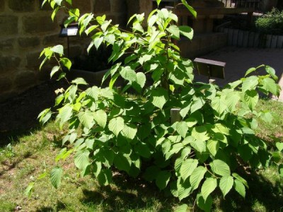 Davídie listenová Davidia involucrata ´Vilmoriniana´ 2006