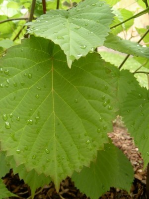 Davídie listenová  Davidia involucrata ´Vilmoriniana´ 2006