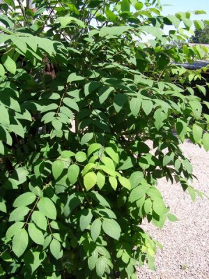 Decaisnea Fargesova Decaisnea fargesii 2006