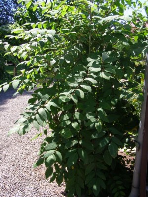 Decaisnea Fargesova Decaisnea fargesii 2006