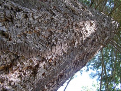 Douglaska tisolistá Pseudotsuga menziesii  2006