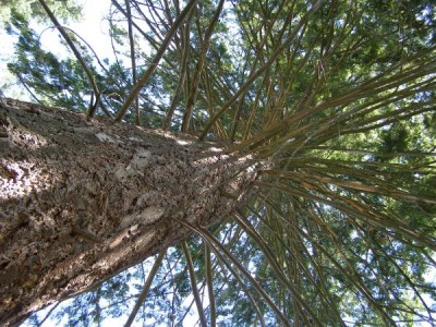 Douglaska tisolistá Pseudotsuga menziesii 2006