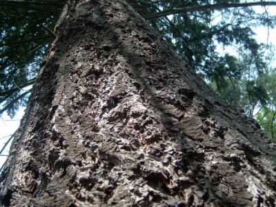 Douglaska tisolistá Pseudotsuga menziesii  2006