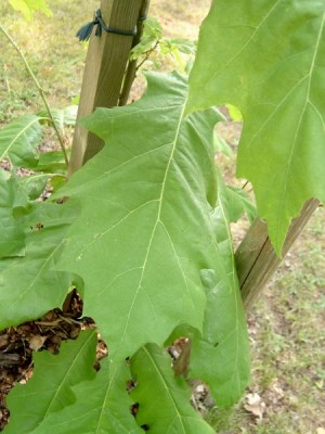 Dub bahenní Quercus palustris, 2006