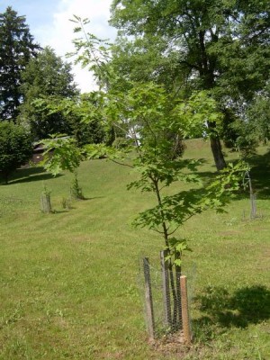 Dub bahenní Quercus palustris, 2006