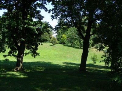 Dub letní Quercus robur  - mladší skupina v dolním parku, 2006