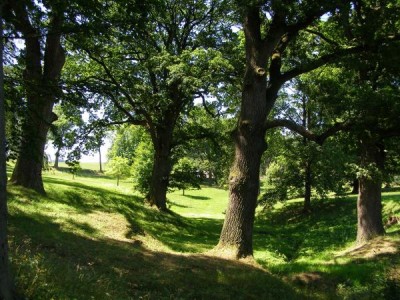 Dub letní Quercus robur  - mladší skupina v dolním parku, 2006