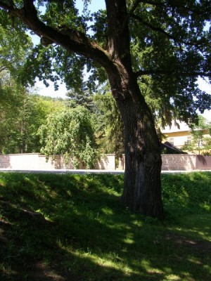 Dub letní - Quercus robur nejstarší strom zámeckého parku, 2006