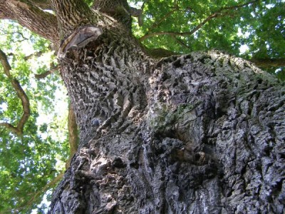 Dub letní - Quercus robur nejstarší strom zámeckého parku, 2006