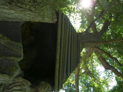 Dub letní - Quercus robur nejstarší strom zámeckého parku, 2006