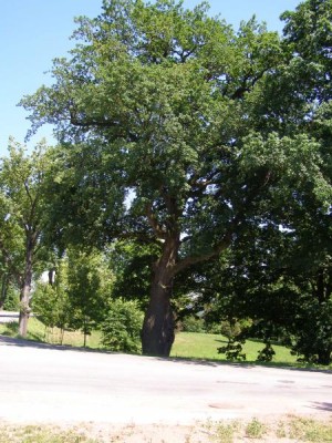 Dub letní - Quercus robur nejstarší strom zámeckého parku, 2006