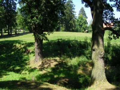 Dub letní - Quercus robur  skupina v dolním parku, 2006