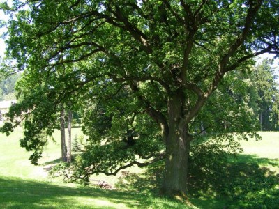 Dub letní - Quercus robur  skupina v dolním parku, 2006