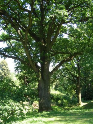 Dub letní - Quercus robur  skupina v dolním parku, 2006